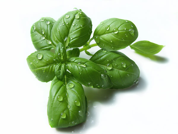 Albahaca