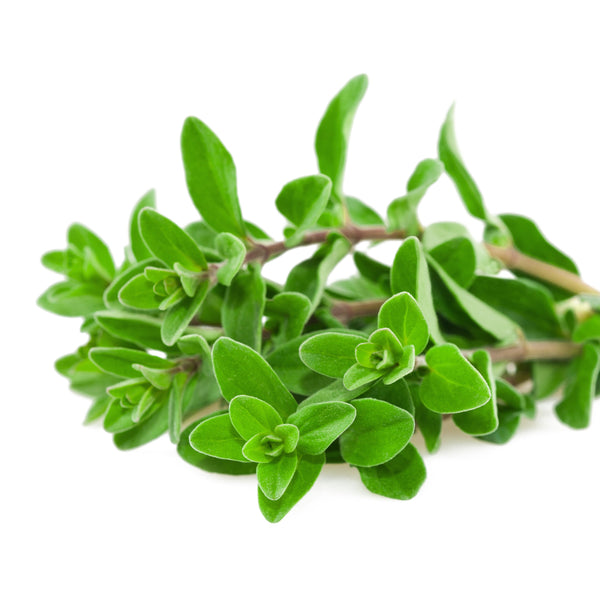 Mejorana